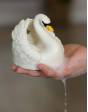 Juguete De Baño Hevea Natural NATRUBA -Cisne Blanco