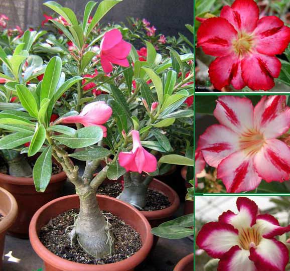 Adenium Desert rose House p1 1 - Cómo plantar tu semilla