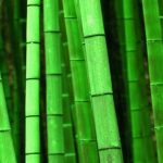 Cuáles Son Las Ventajas De Los Tejidos De Bambú - Le petit BAOBAB