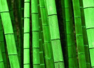 Cuáles Son Las Ventajas De Los Tejidos De Bambú - Le petit BAOBAB