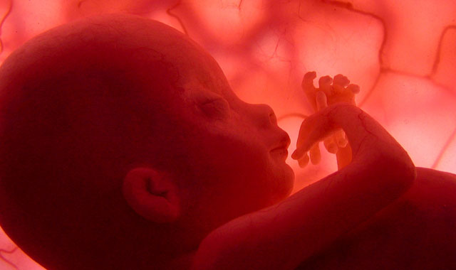 feto - Entendiendo a mamá desde los seis meses de gestación