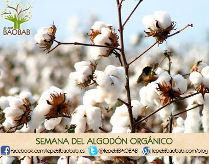 semana 1 - Semana del algodón orgánico, todo lo relacionado con este cultivo